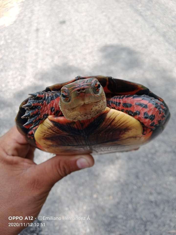 Image of Painted Wood Turtle