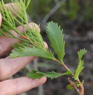 Image of Hakea drupacea (C. F. Gaertn.) Roem. & Schult.