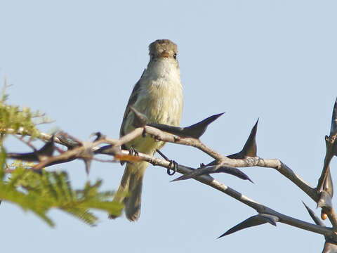 Image of White-throated Flycatcher