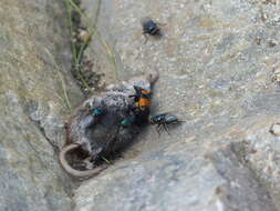 Image of Nicrophorus (Nicrophorus) hebes (Kirby 1837)