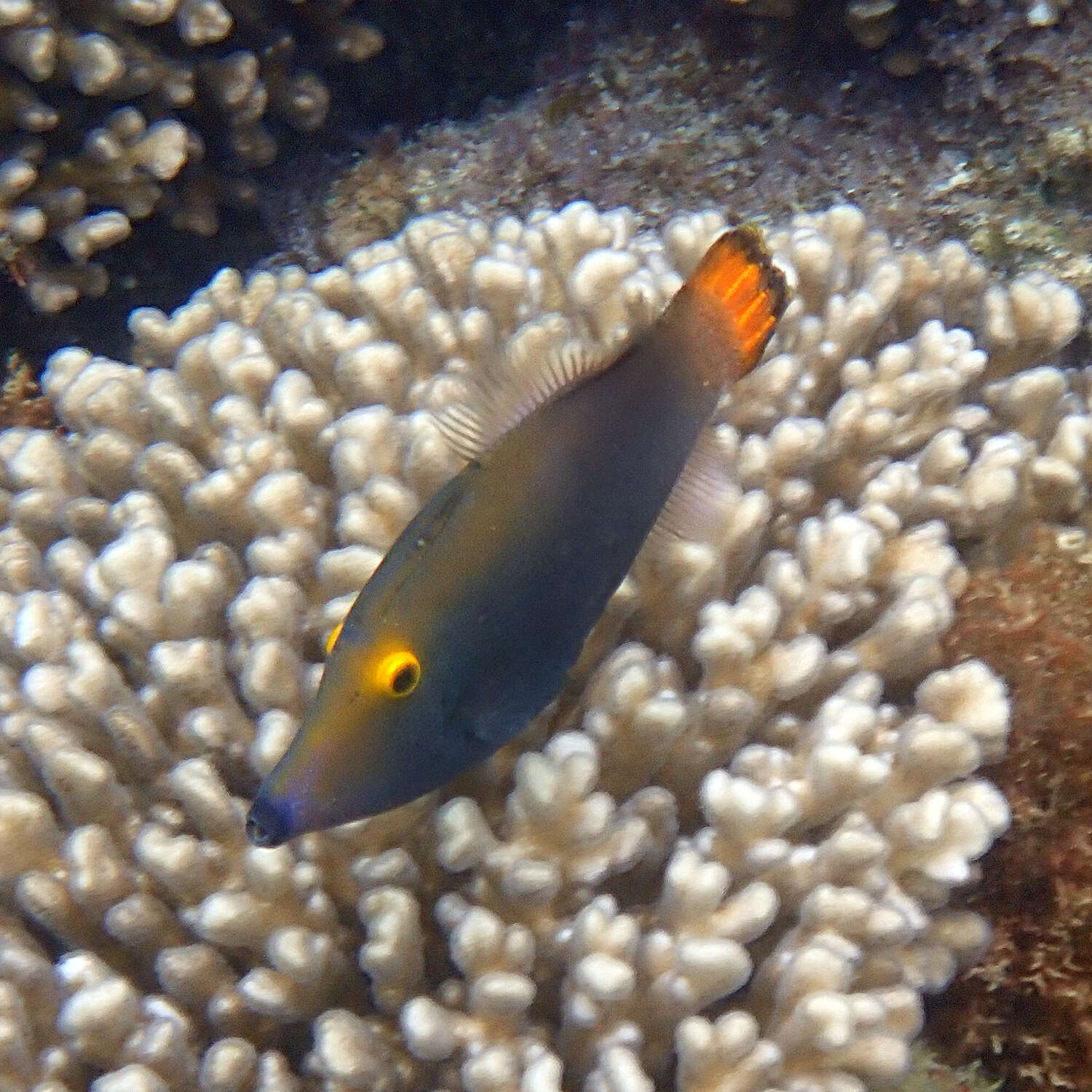 Image of Yellow-eyed leatherjacket