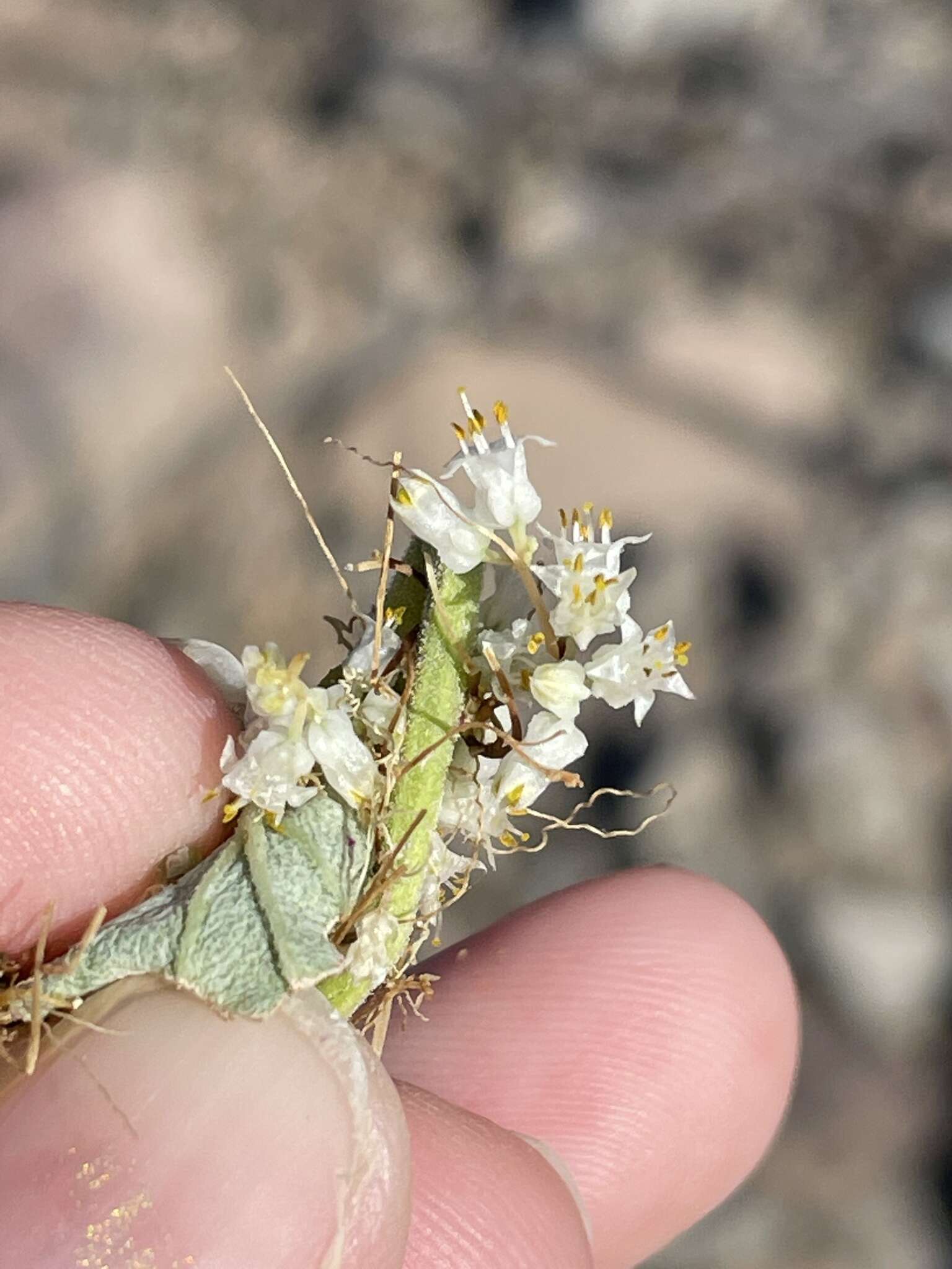 Imagem de Cuscuta tuberculata T. S. Brandegee