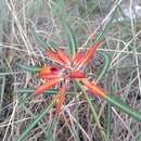 Image of Euphorbia colorata Engelm.