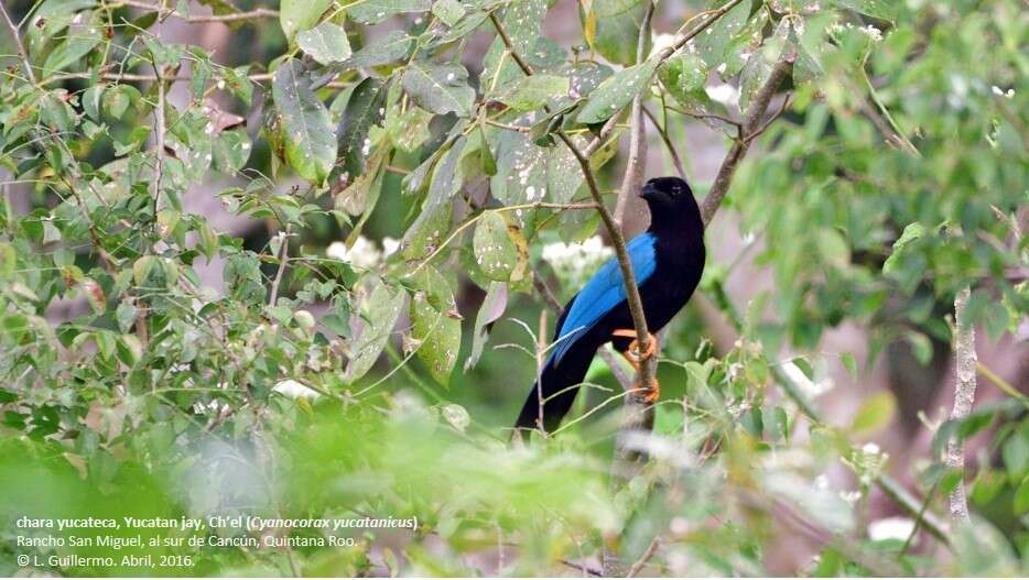 Imagem de Cyanocorax yucatanicus (Dubois & Ajc 1875)