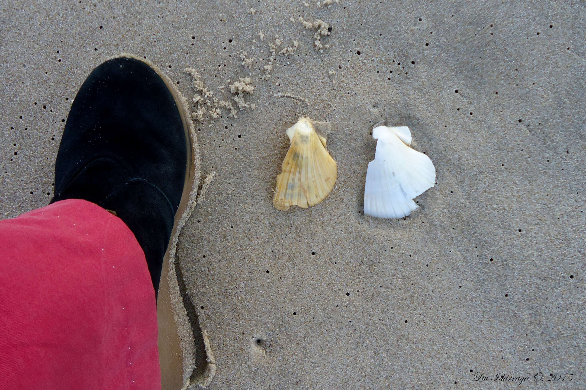 Image of Bermuda sand scallop