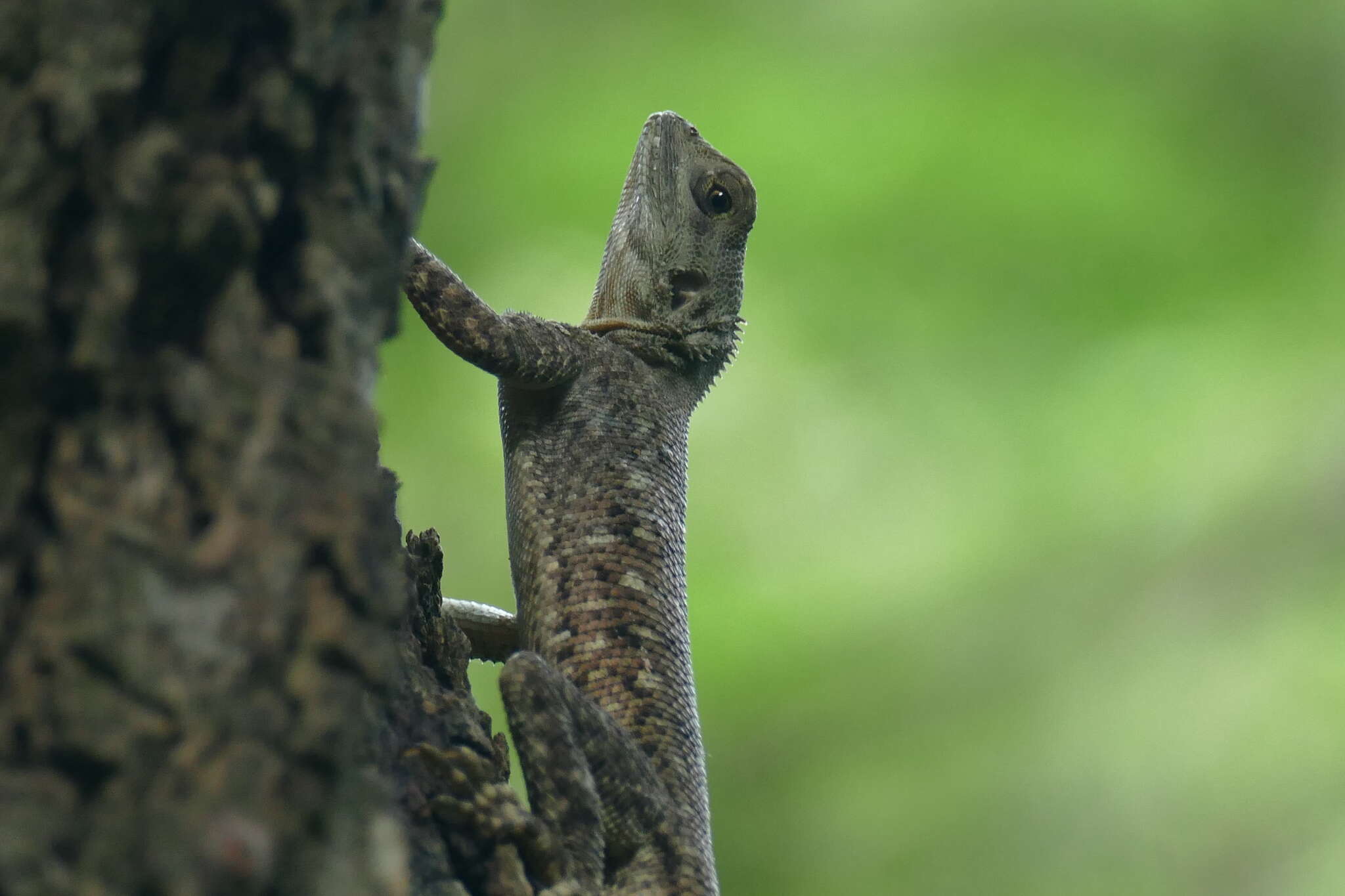 Image of Common agama