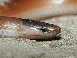 Image of Mexican Blackhead Snake