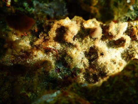 Image of Goldline Blenny