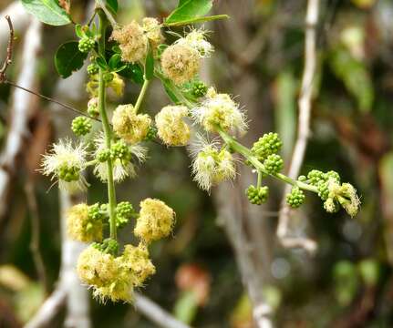 Plancia ëd Pithecellobium dulce (Roxb.) Benth.