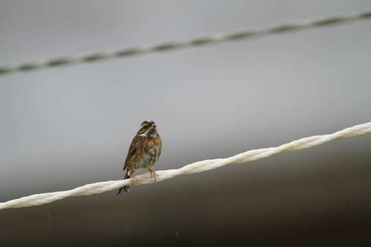 Emberiza tristrami Swinhoe 1870的圖片