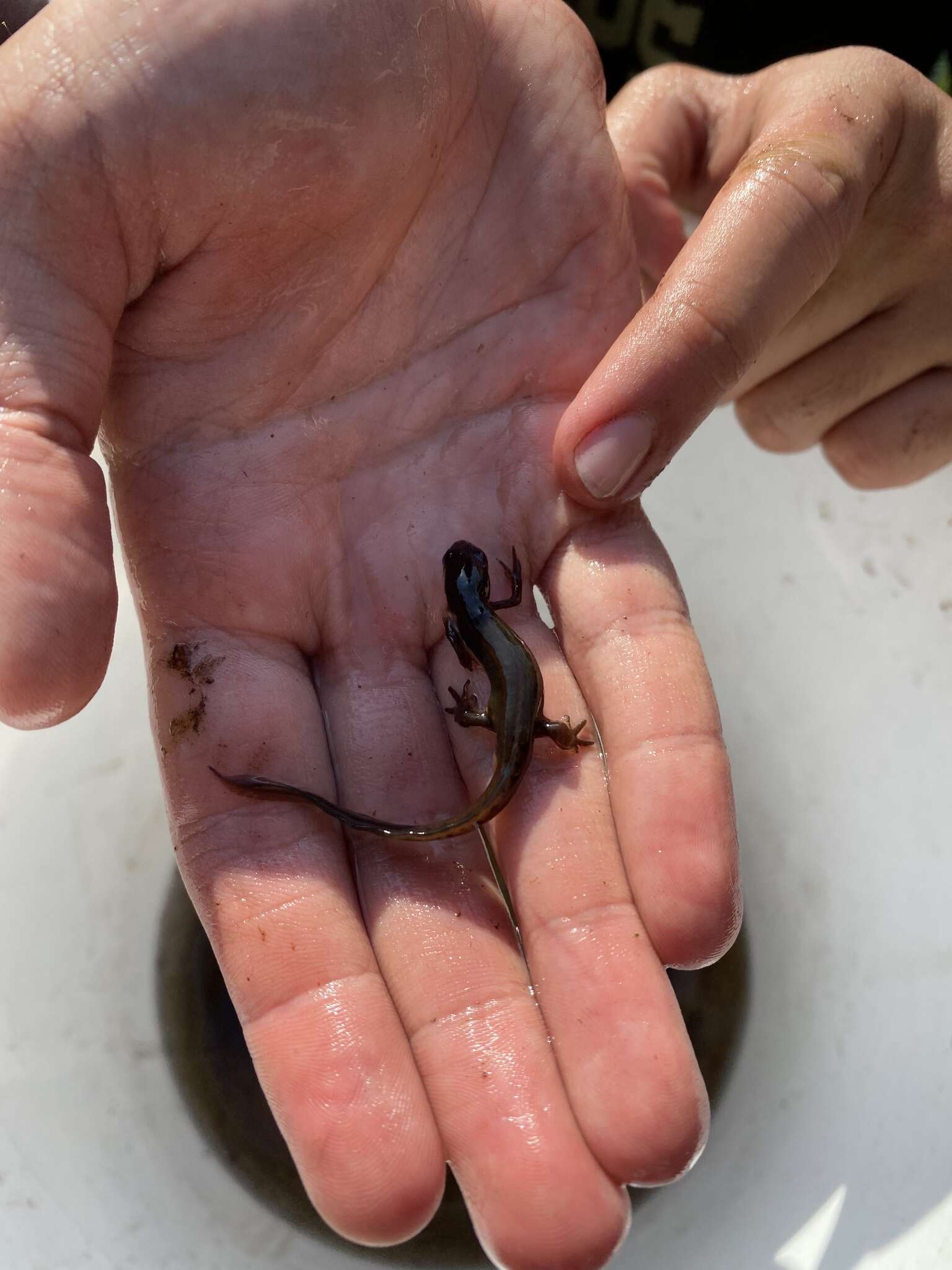 Image of Striped Newt