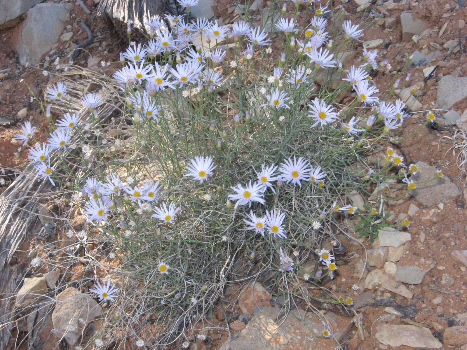 Image of Utah fleabane