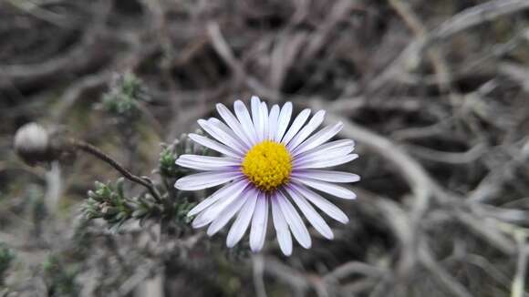 Image of Chrysocoma rigidula (DC.) E. Bayer