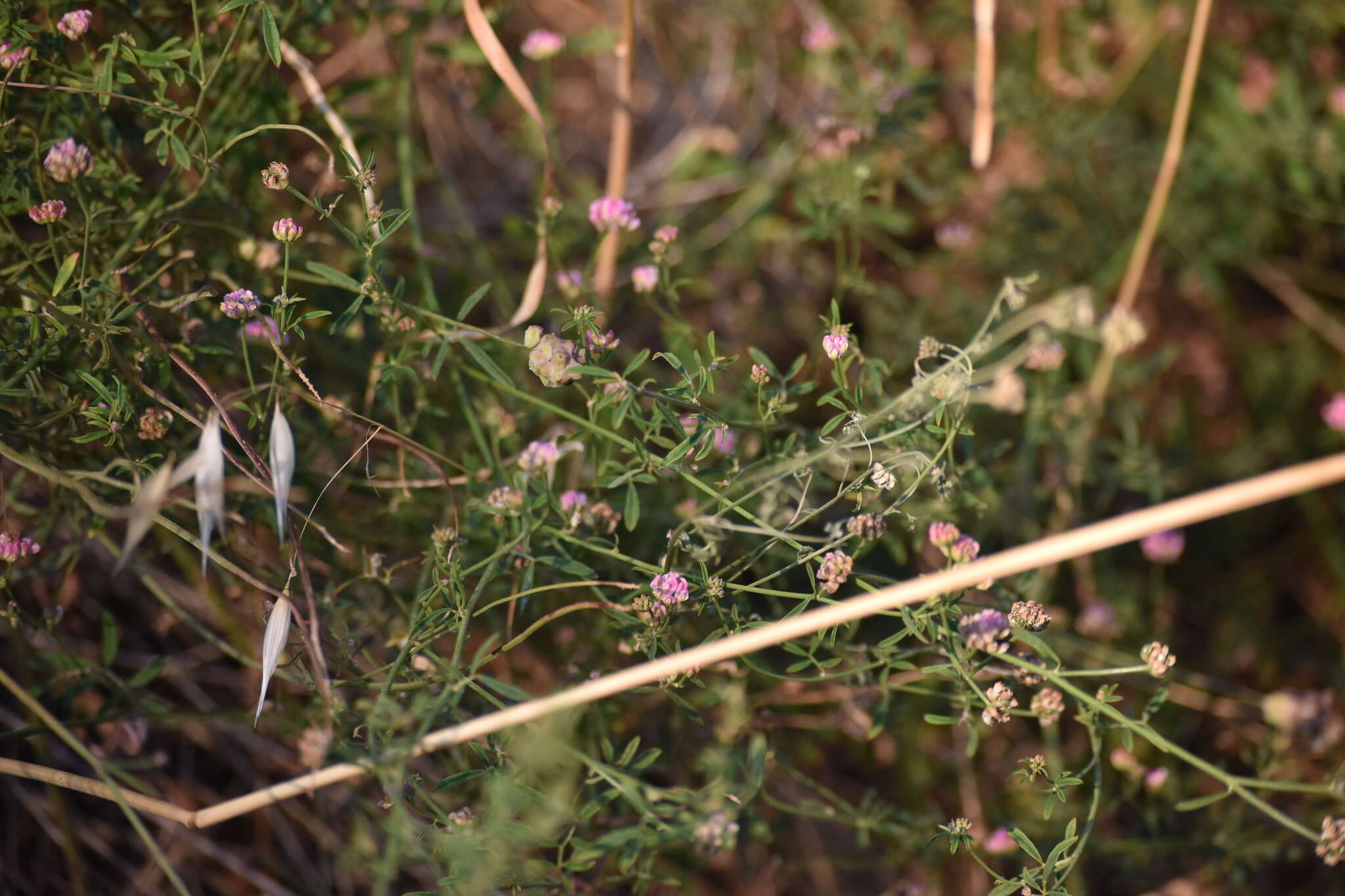 Image of Dorycnopsis gerardi