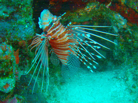 Image of Broadbarred firefish