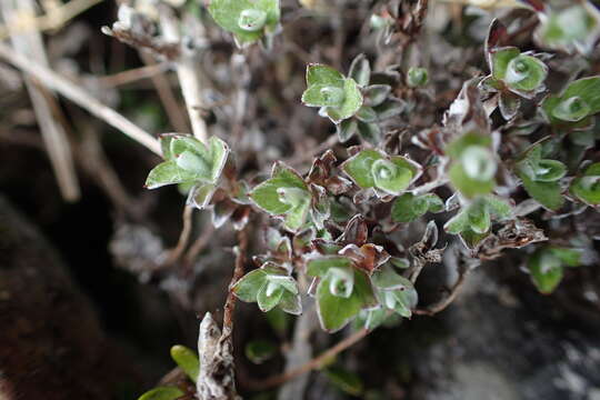 Plancia ëd Anaphalioides bellidioides (G. Forst.) D. Glenny