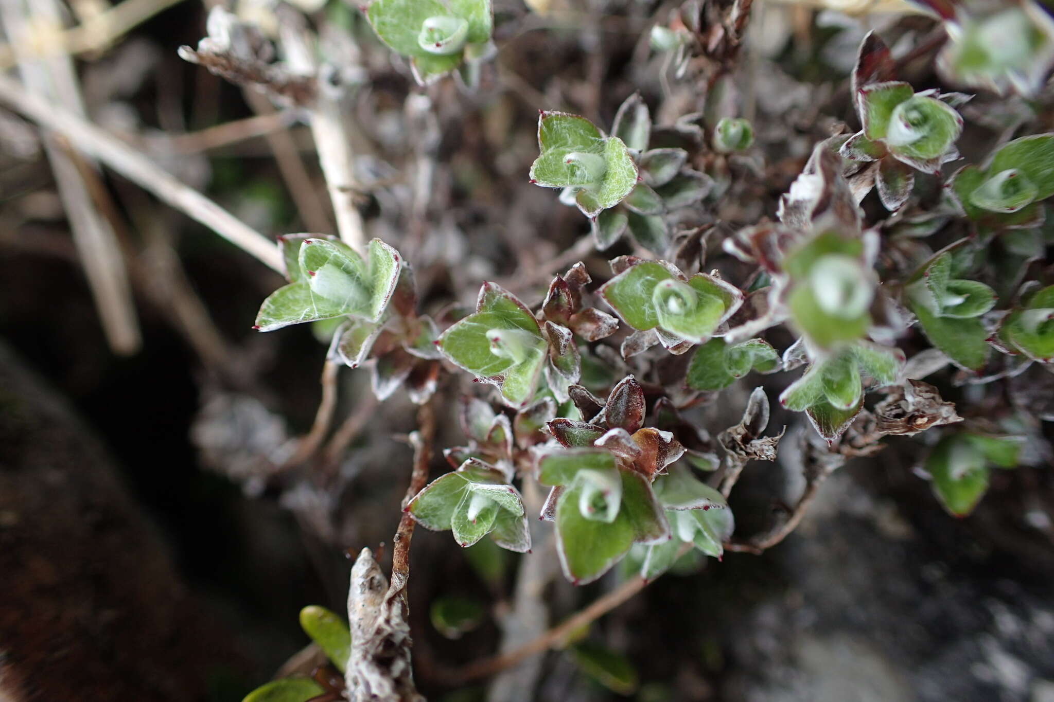 Image of Anaphalioides bellidioides (G. Forst.) D. Glenny