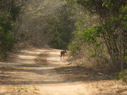 Image of Natal Duiker