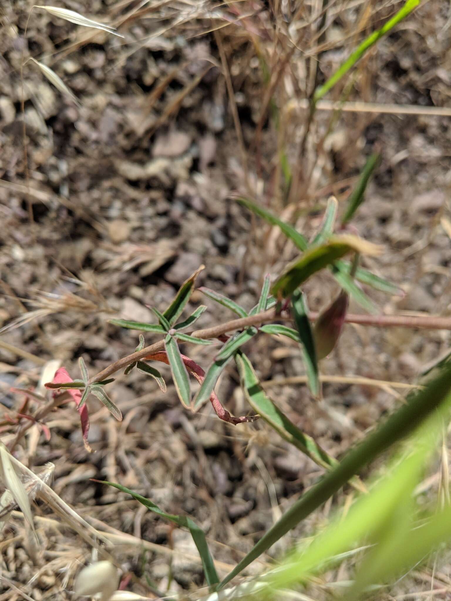 Image de Clarkia bottae (Spach) H. & M. Lewis