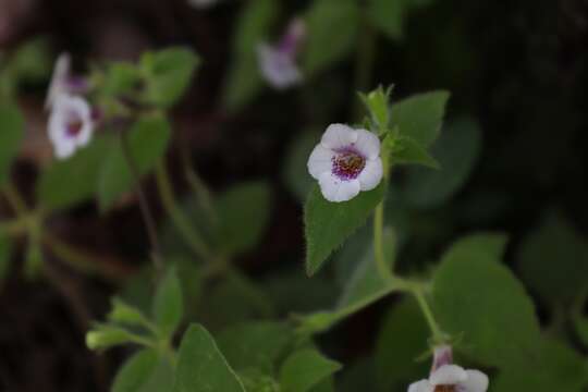 Image of Achimenes ixtapaensis