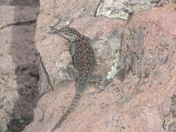 Image of Sceloporus jarrovii jarrovii Cope 1875