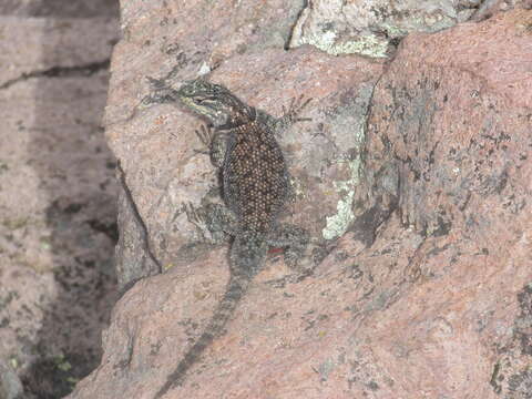 Image of Sceloporus jarrovii jarrovii Cope 1875