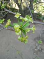 Image of Euphorbia aprica Baill.