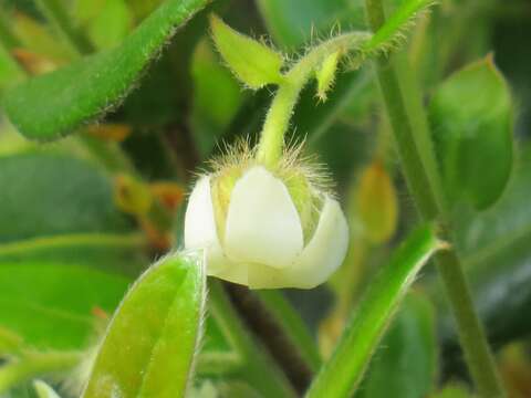 Image of Diospyros scabrida var. scabrida