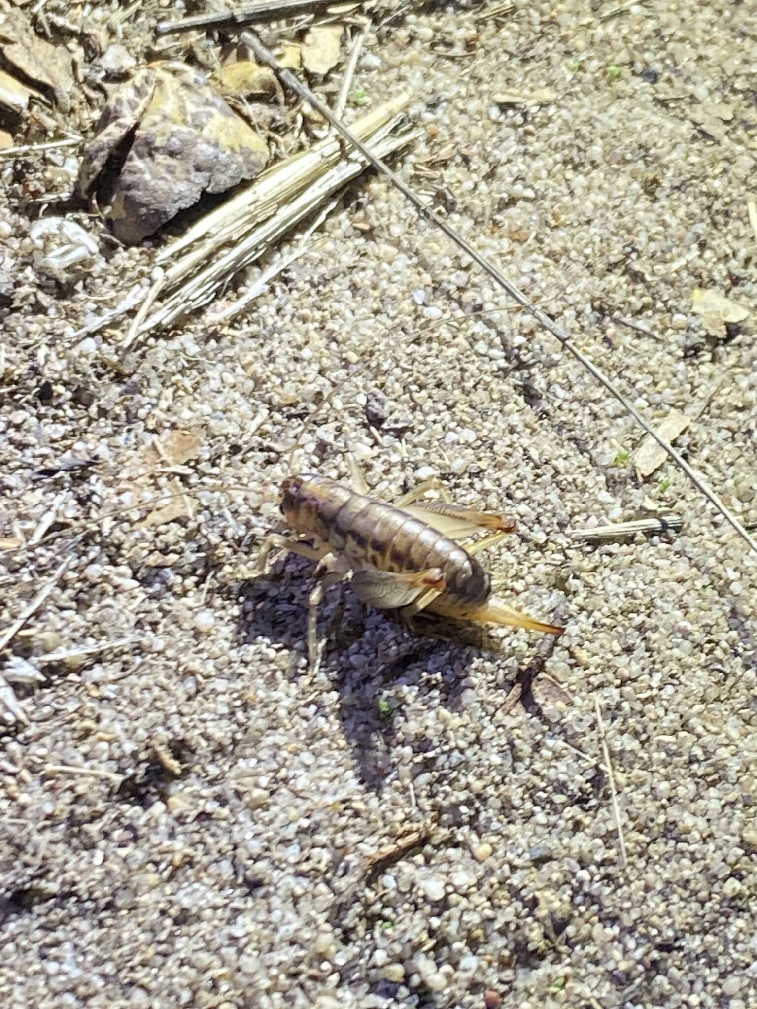 Image of Cnemotettix bifasciatus Rentz, D. C. F. & Weissman 1973