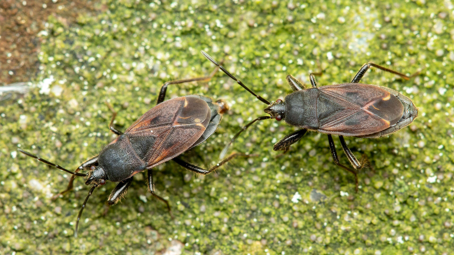 Image of Eremocoris plebejus (Fallen & C. F. 1807)