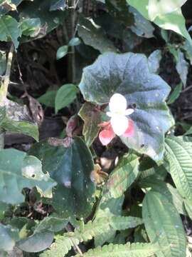 Image of Begonia subvillosa Klotzsch