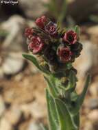 Imagem de Cynoglossum montanum L.