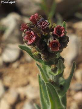 Слика од Cynoglossum montanum L.