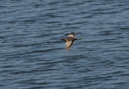 Image of Common Little Bittern