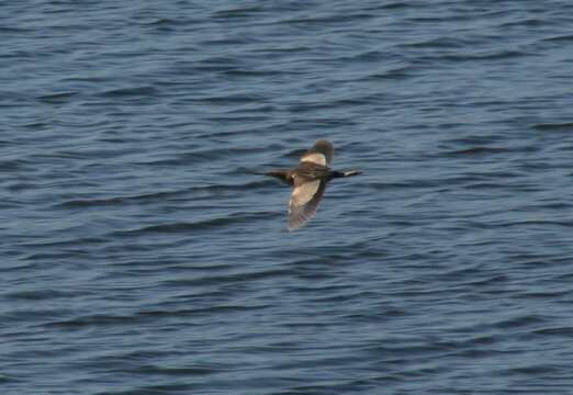 Image of Common Little Bittern