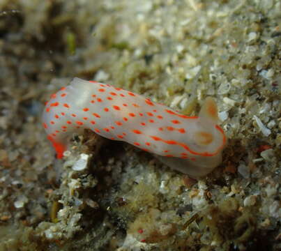 Image of Gymnodoris alba (Bergh 1877)