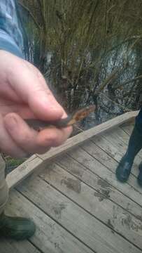 Image of Banded Water Snake