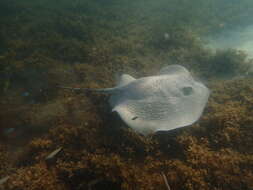 Image of Urogymnus