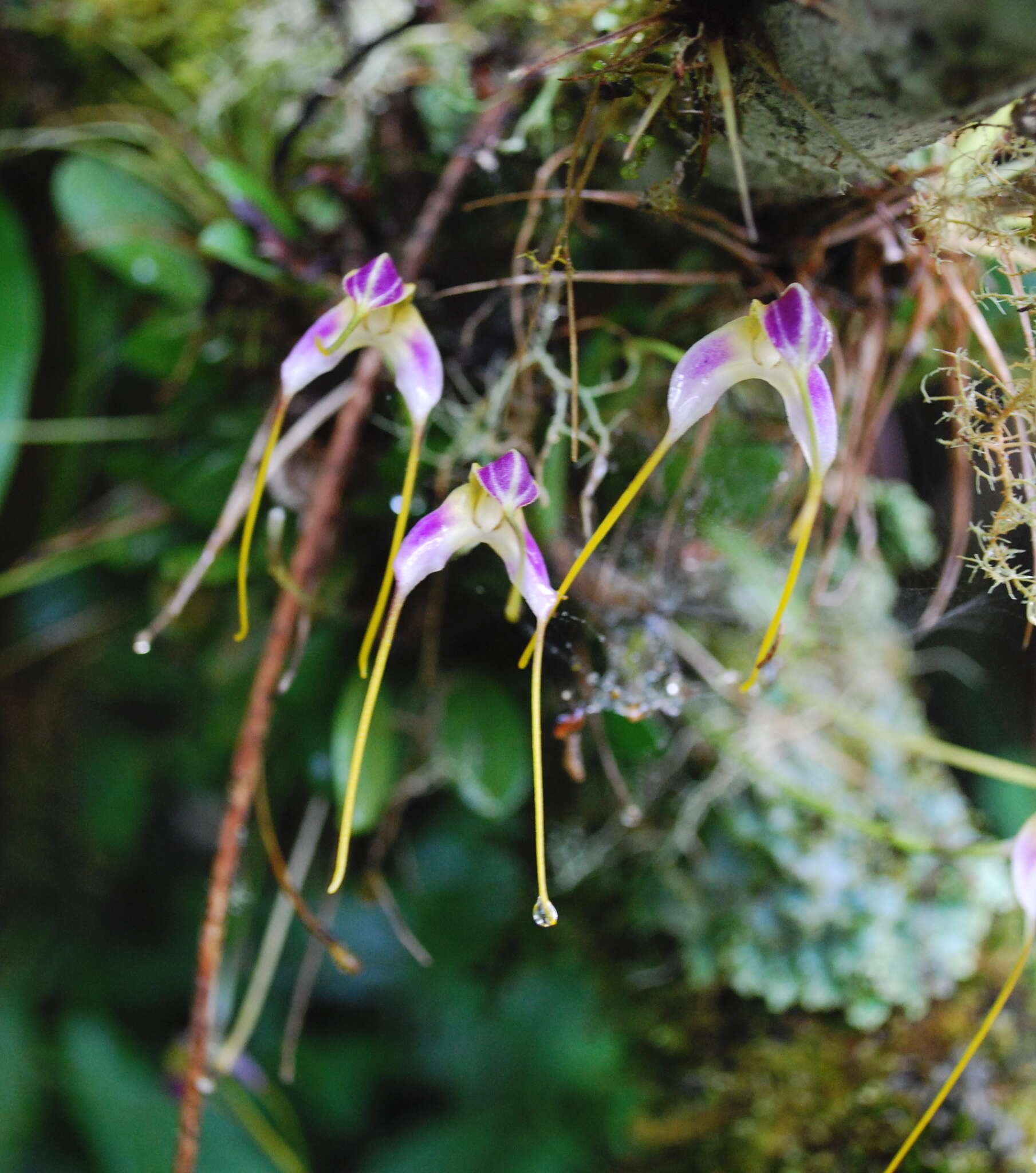 Image de Masdevallia estradae Rchb. fil.