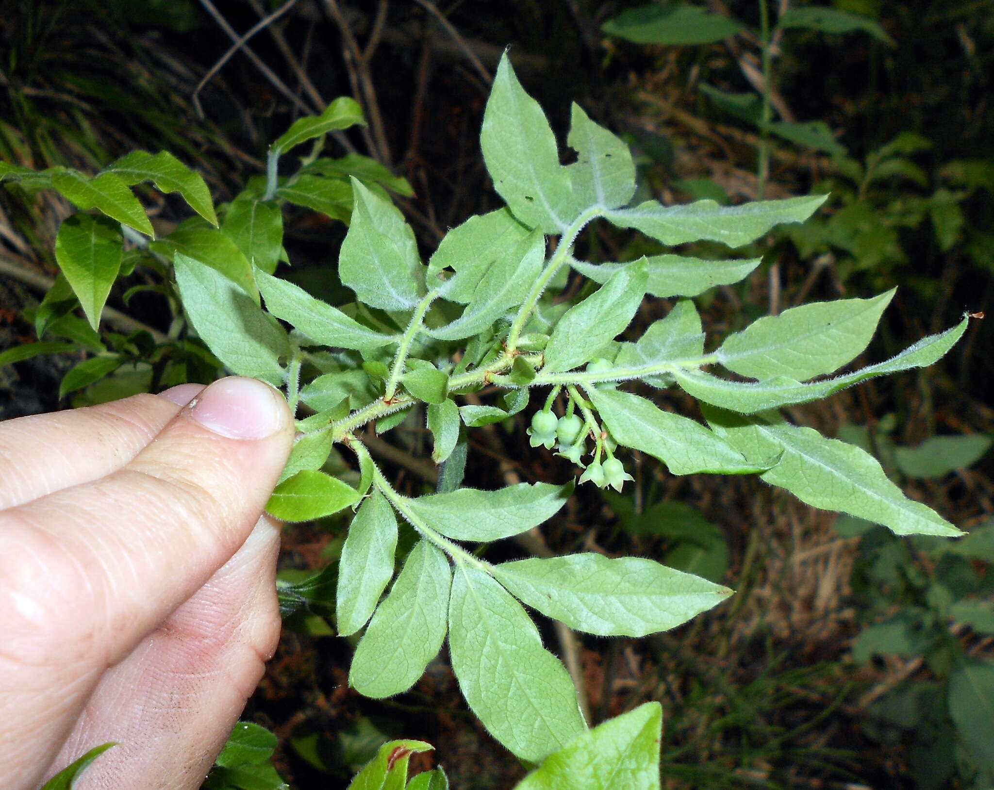 صورة Vaccinium myrtilloides Michx.