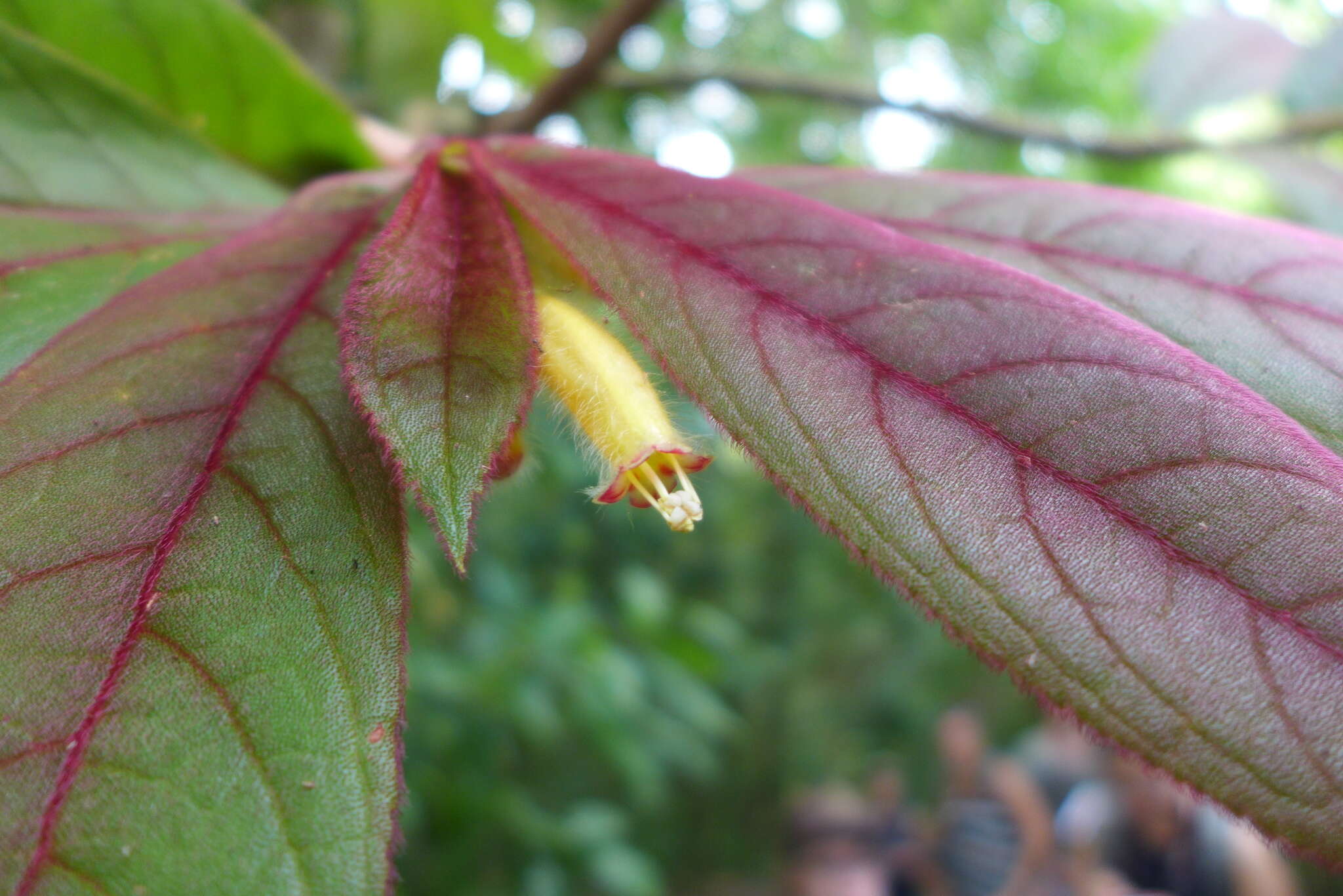 Image of Columnea polyantha (Wiehler) L. E. Skog