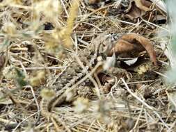 Image of Sceloporus albiventris Smith 1939