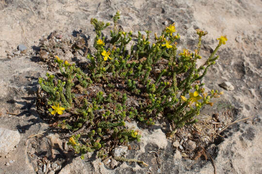 Sivun Hypericum ericoides L. kuva