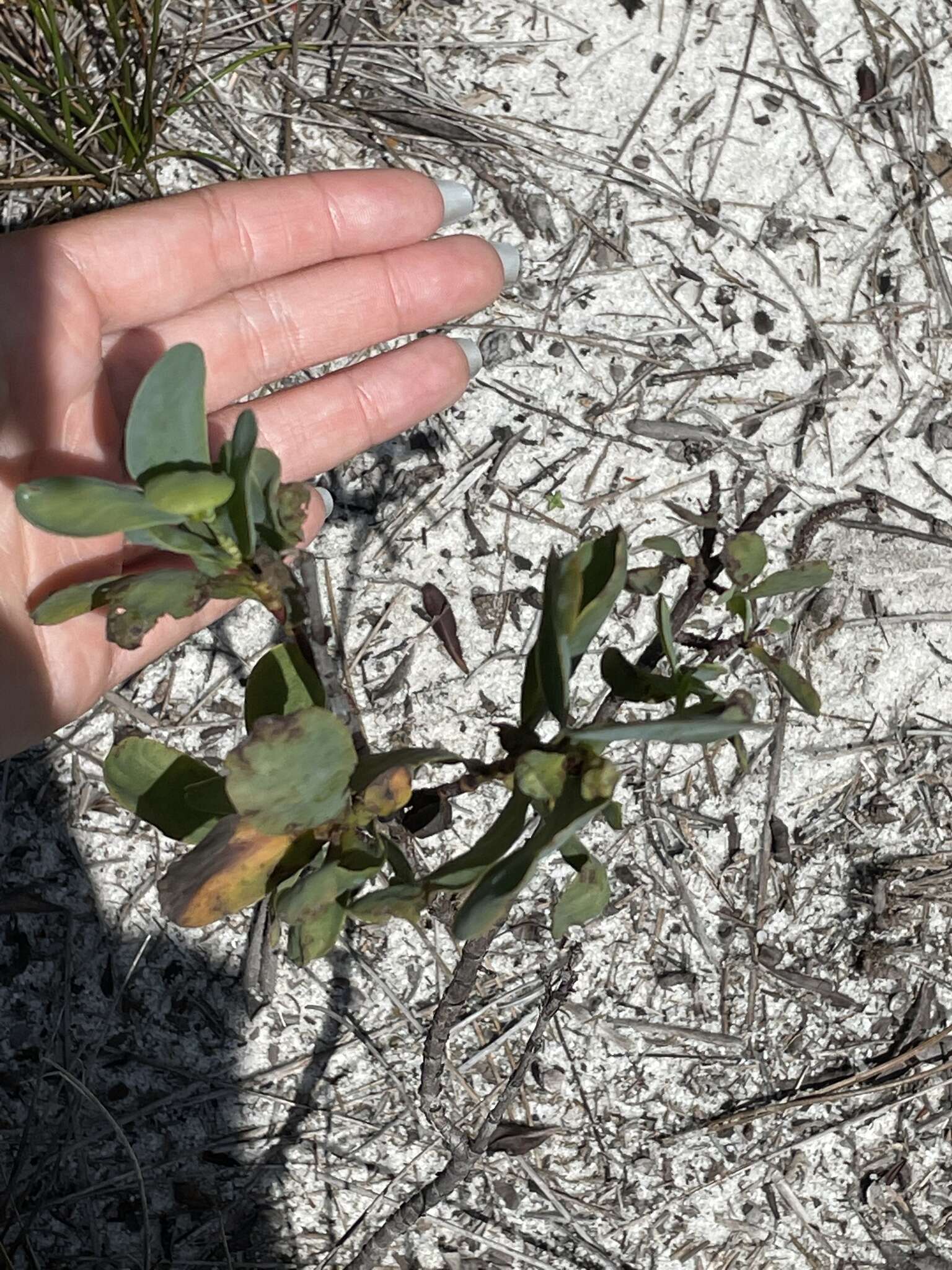 Image de Polygonella macrophylla Small