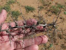 Image of Asparagus graniticus (Oberm.) Fellingham & N. L. Mey.