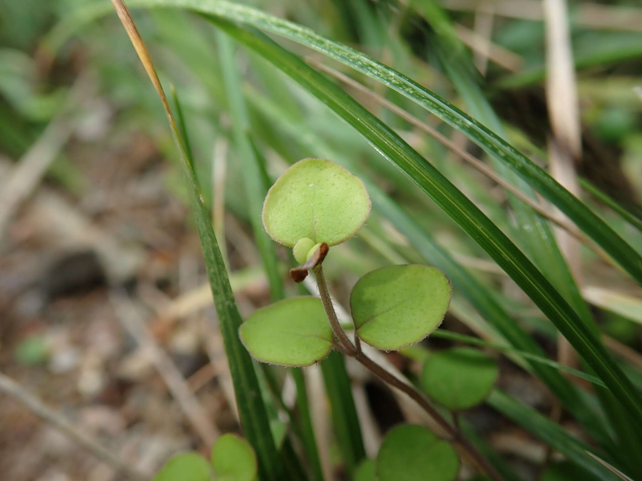 Image of Mentha cunninghamii (Benth.) Benth.