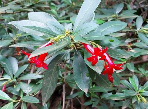 Image of Augusta longifolia (Spreng.) Rehder