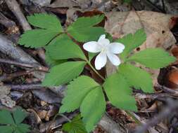 Слика од Anemone lancifolia Pursh