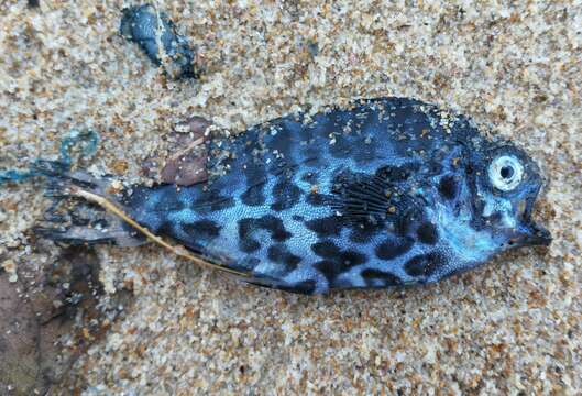 Image of Pelagic butterfish