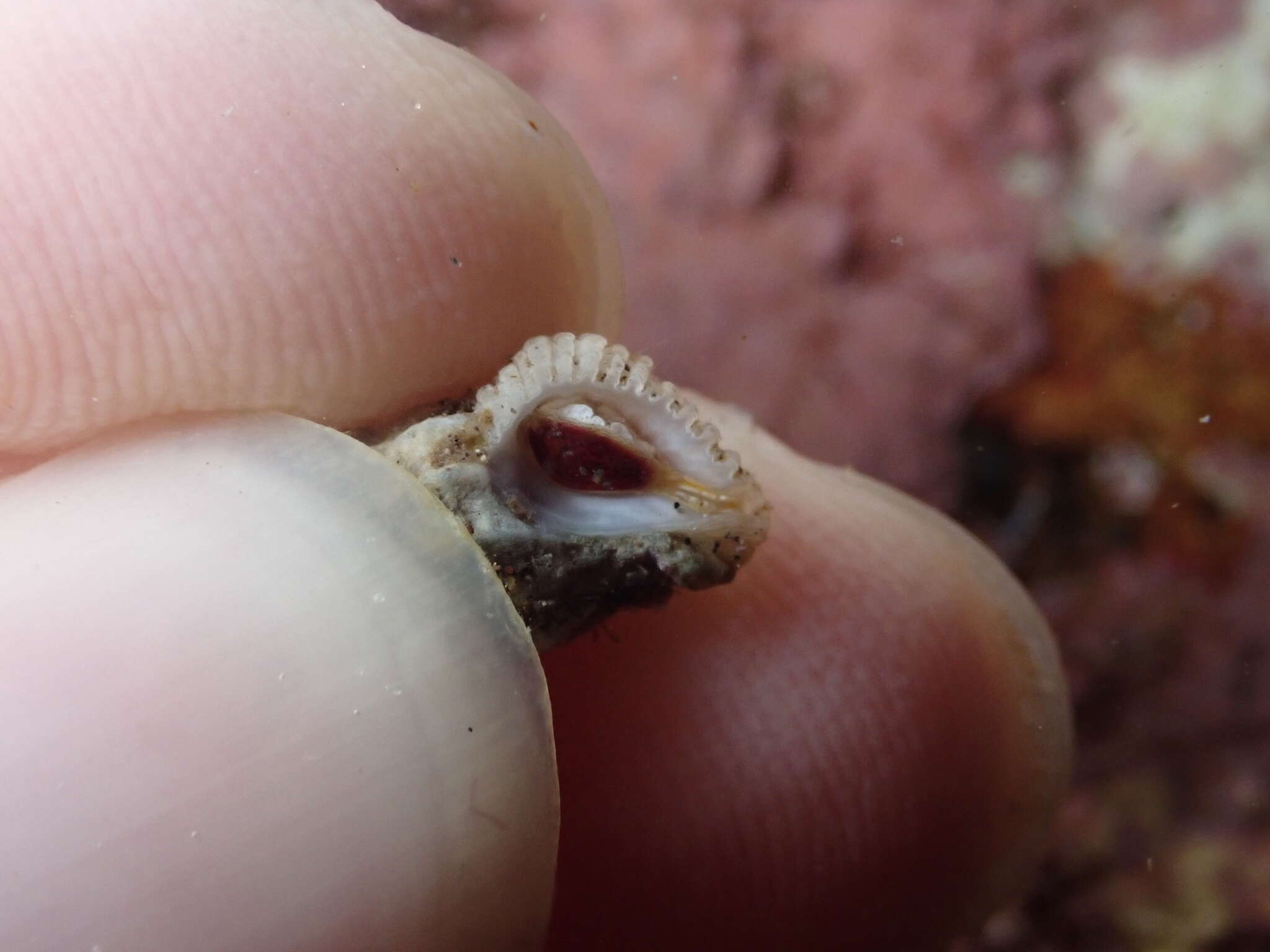 Image of lamellose coral shell